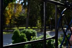 В день 888-летия Гродно в Покровском соборе совершили молебен о родном городе