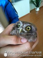 Учащиеся воскресной школы храма агрогородка Обухово постигают основы экологического воспитания