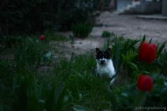 Паломніцтва братэрства цвярозасці "Пакроўскае" у Лаўрышава