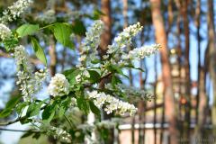 Паломніцтва братэрства цвярозасці "Пакроўскае" у Лаўрышава