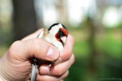 Паломніцтва братэрства цвярозасці "Пакроўскае" у Лаўрышава