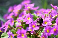 Паломніцтва братэрства цвярозасці "Пакроўскае" у Лаўрышава