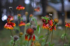 VII летні сямейны лагер ў в. Парэчча VII летні сямейны лагер ў в. Парэчча