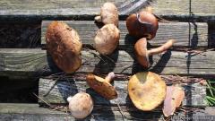 В деревне Поречье прошел VIII летний семейный лагерь