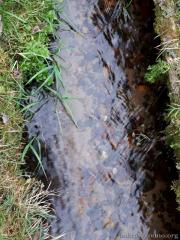 Отзывы о паломничестве в Русаково-Жировичи-Сынковичи