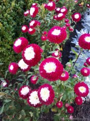 Паломническая поездка сестричества Покровского собора в Полоцкий Спасо-Ефросиниевский монастырь