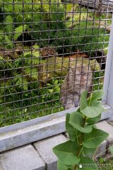 Подопечные Гродненского благотворительного общества посетили зоопарк