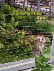 Подопечные Гродненского благотворительного общества посетили зоопарк