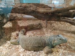 Подопечные Гродненского благотворительного общества посетили зоопарк