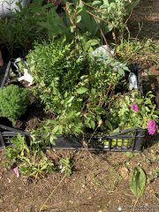 На базе прихода храма деревни Мурованка прошло очередное мероприятие волонтерской инициативы "Жывая кветка"