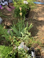 На базе прихода храма деревни Мурованка прошло очередное мероприятие волонтерской инициативы "Жывая кветка"