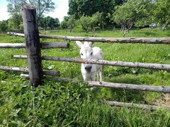 5 классов воскресной школы собора с родителями и учителями совершили паломничество Жировичский монастырь