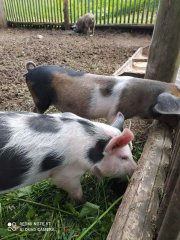 5 классов воскресной школы собора с родителями и учителями совершили паломничество Жировичский монастырь