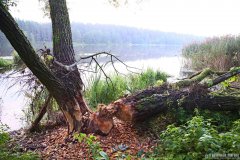 Архиепископ Антоний совершил обновление храма в честь Покрова Пресвятой Богородицы деревни Понижаны [+ ВИДЕО]