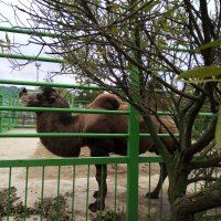 Подопечные Гродненского благотворительного общества посетили зоопарк