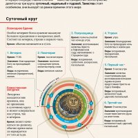 Немного о богослужебных кругах. Инфографика